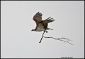 _1SB0265-1 osprey with branch